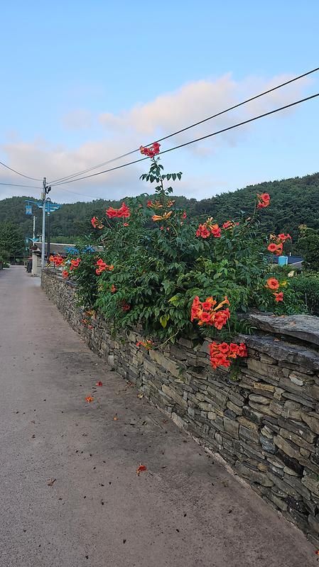 학동 돌담길