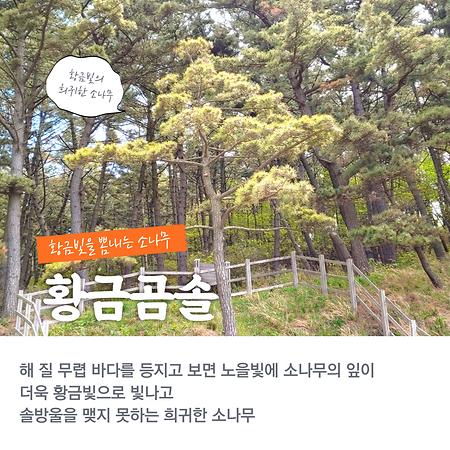 황금곰솔