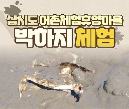 박하지(돌게) 체험