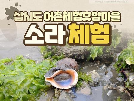 소라 체험