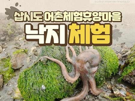 낙지체험