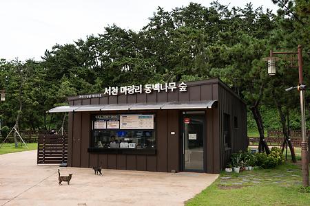 마량리동백나무숲