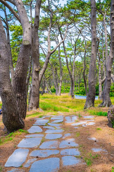 관매도 곰솔 숲 