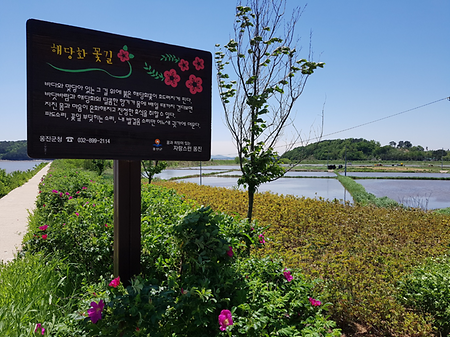 시도 해당화꽃길