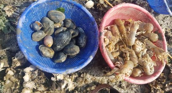 전도갯벌체험후기