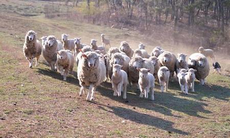 남해 양떼목장 양모리 학교