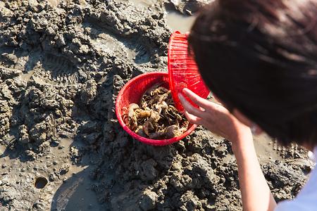 쏙 잡이 갯벌체험!