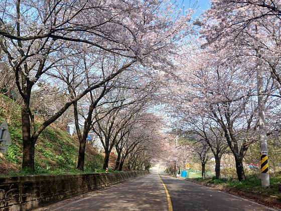 마을 벚꽃길이 명품이네요~