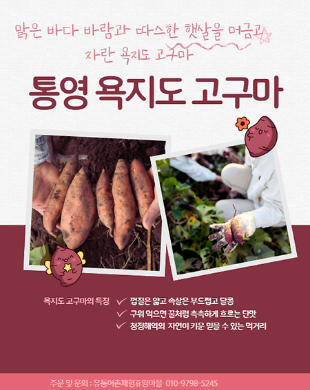 통영 욕지도 고구마
