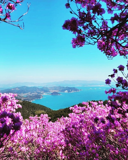 대금산진달래