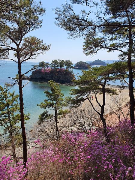 동화리 솔섬 진달래