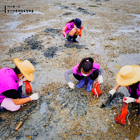 바지락캐기 체험