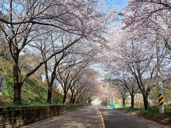 마을 벚꽃길이 명품이네요~