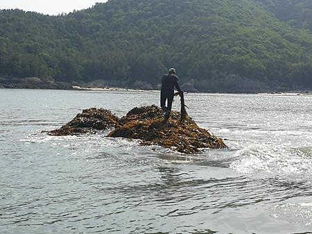 돌미역 체취